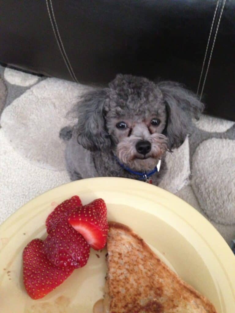 dog begging for grilled peanut butter and jelly sandwich and strawberries on plate