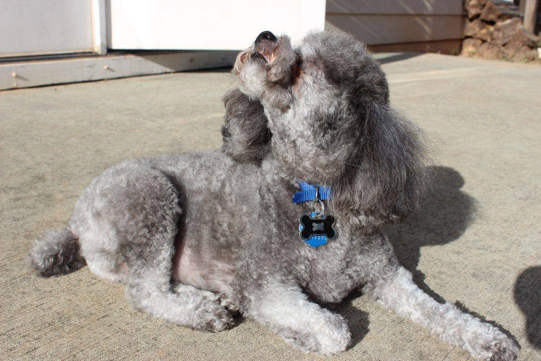 Can My Dog Eat Turkey Giblets Can My Dog Eat Turkey Giblets