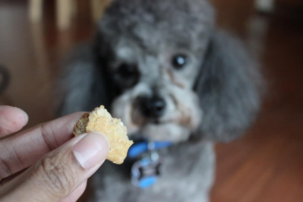 Homemade Peanut Butter Dog Biscuits 