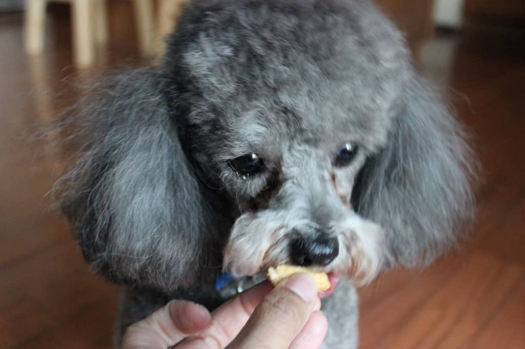 Finished Peanut Butter Dog Biscuits 