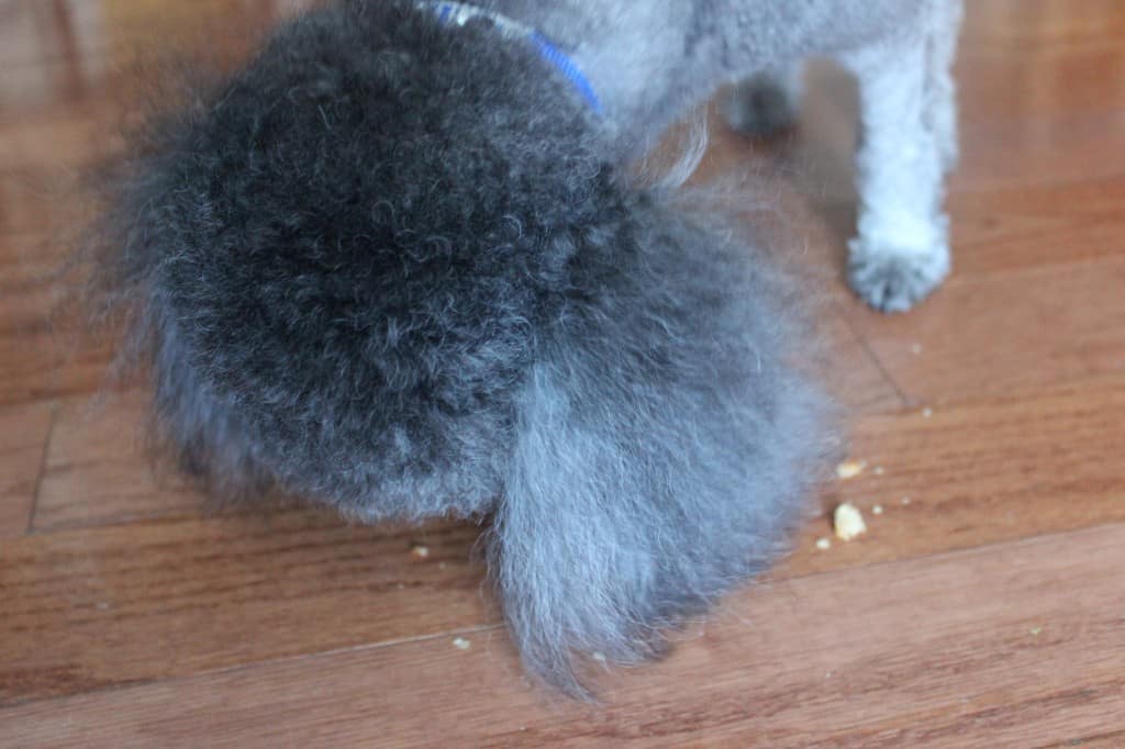 Shakespeare Eating Peanut Butter Dog Biscuits