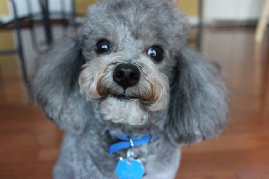 Shakespeare Resident Dog of Simply LaKita 