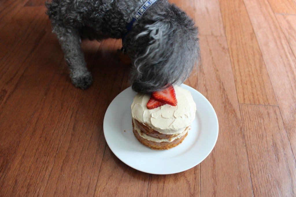 Doggie Mini Berry-Almond Cake - A special treat to celebrate with your furry friend that they are sure to enjoy. Easy to make and sure to be enjoyed. simplylakita.com #dog #pet #treat
