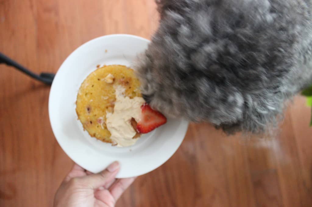 Doggie Mini Berry-Almond Cake - A special treat to celebrate with your furry friend that they are sure to enjoy. Easy to make and sure to be enjoyed. simplylakita.com #dog #pet #treat