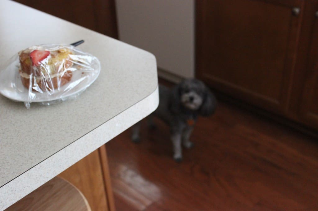 Doggie Mini Berry-Almond Cake - A special treat to celebrate with your furry friend that they are sure to enjoy. Easy to make and sure to be enjoyed. simplylakita.com #dog #pet #treat