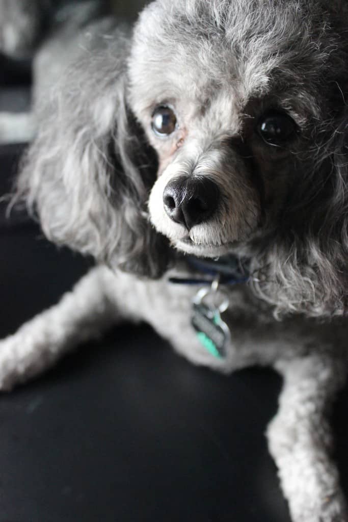 lakita\'s dog