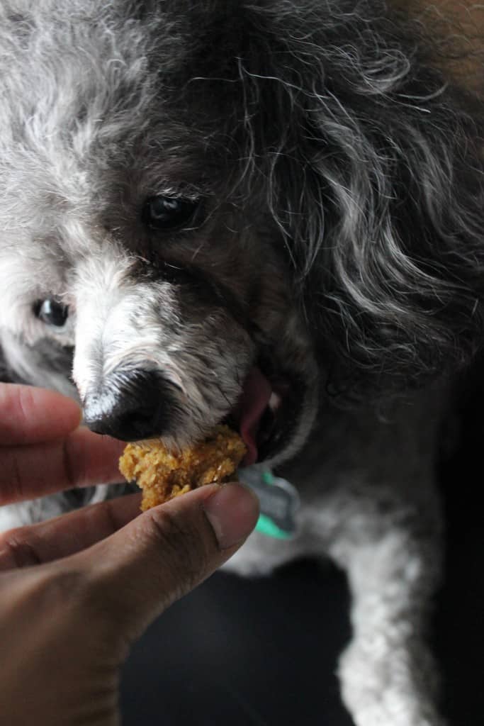 dog taking a bite out of treat being held by hand 