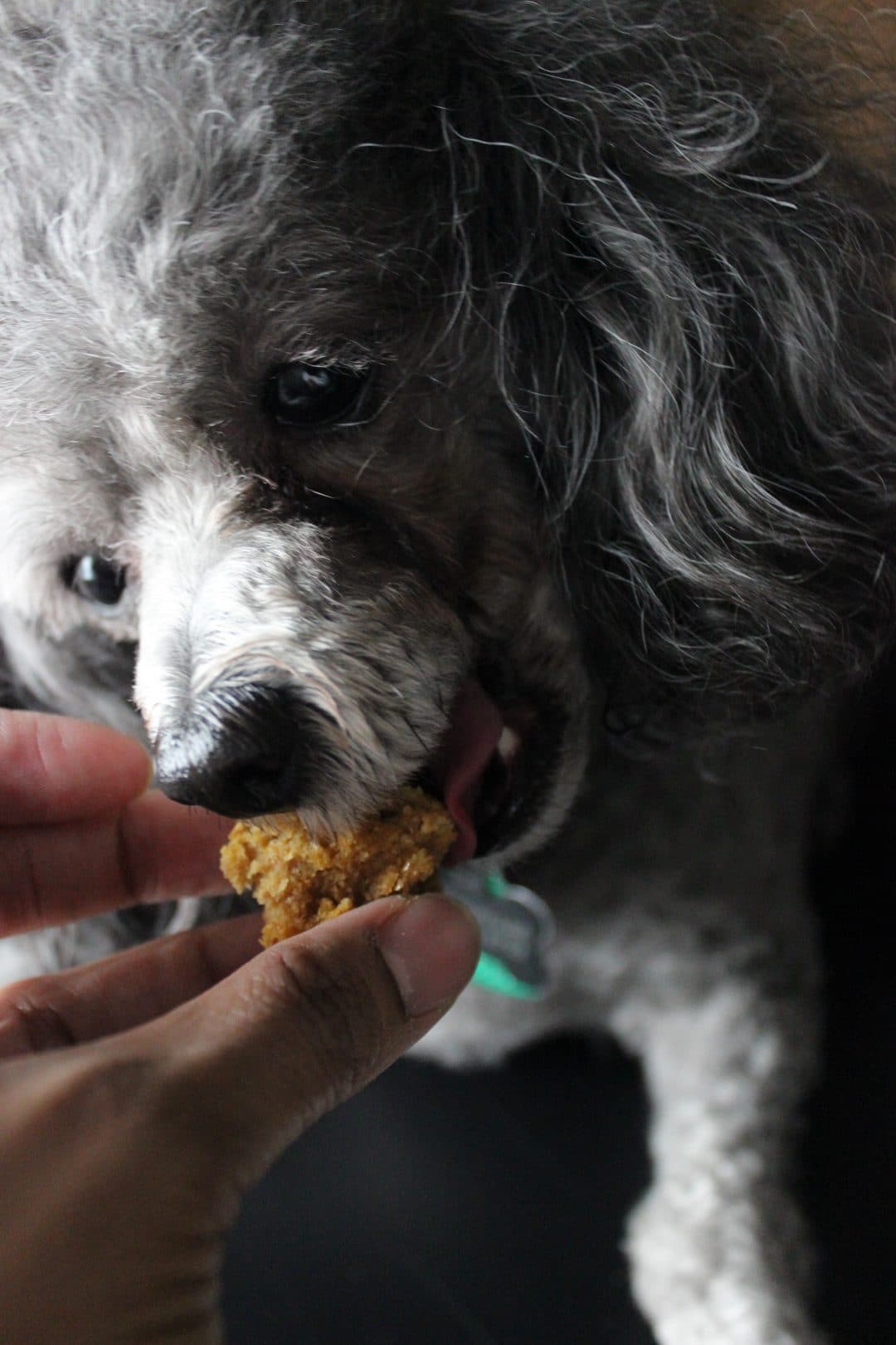 Easy Sweet Potato Dog Treats