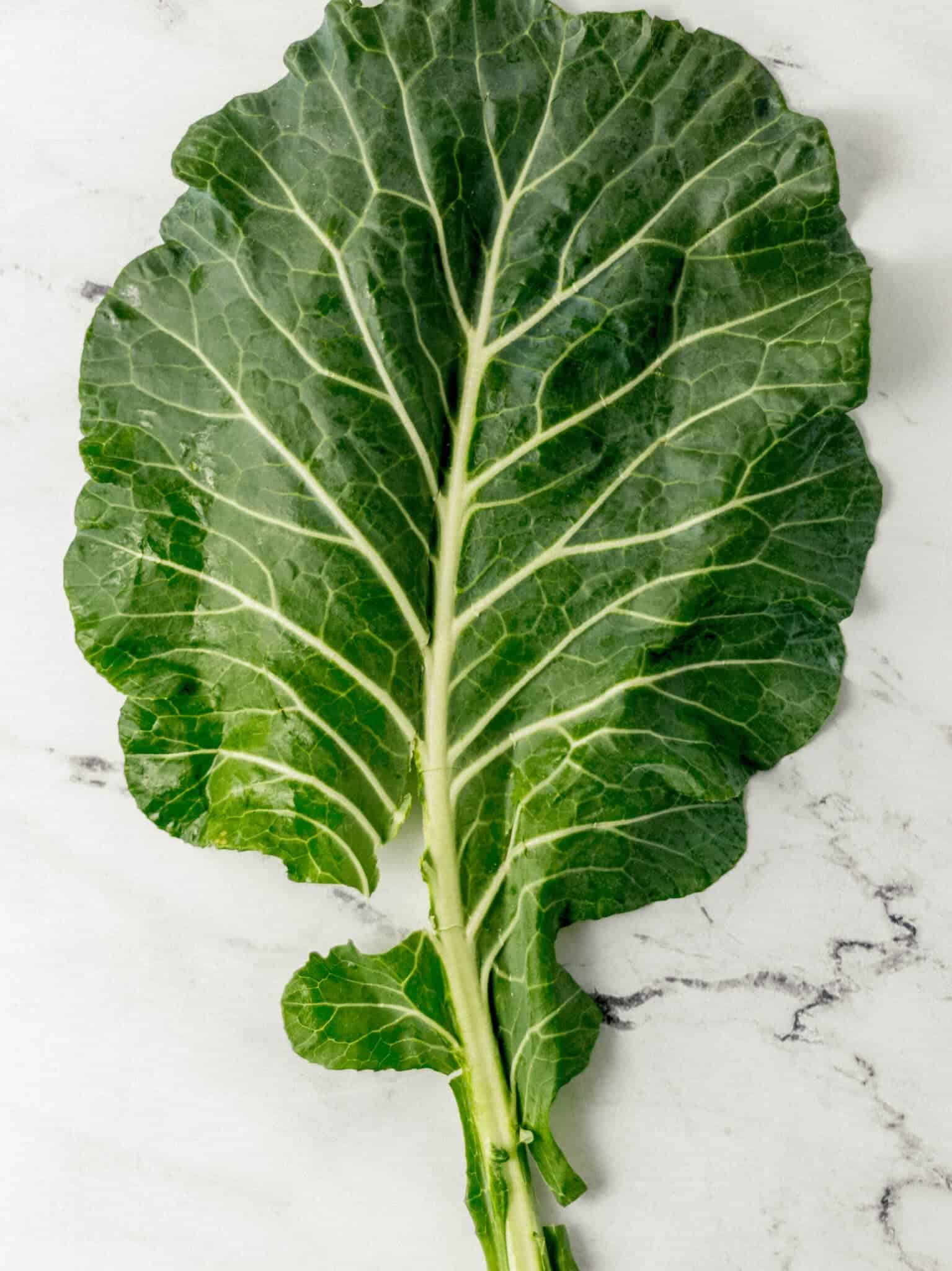 overhead view of clean and dry fresh collard green leaf 