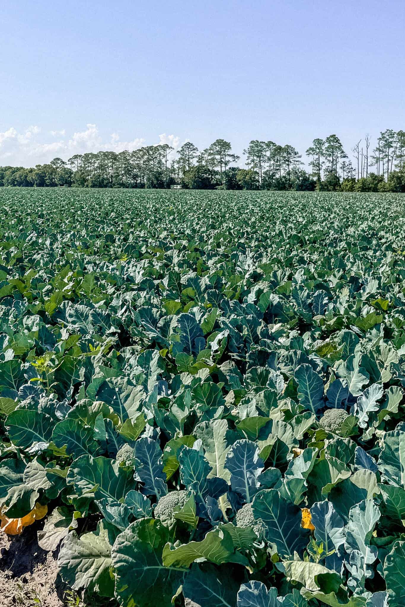rows of crops of broccoli