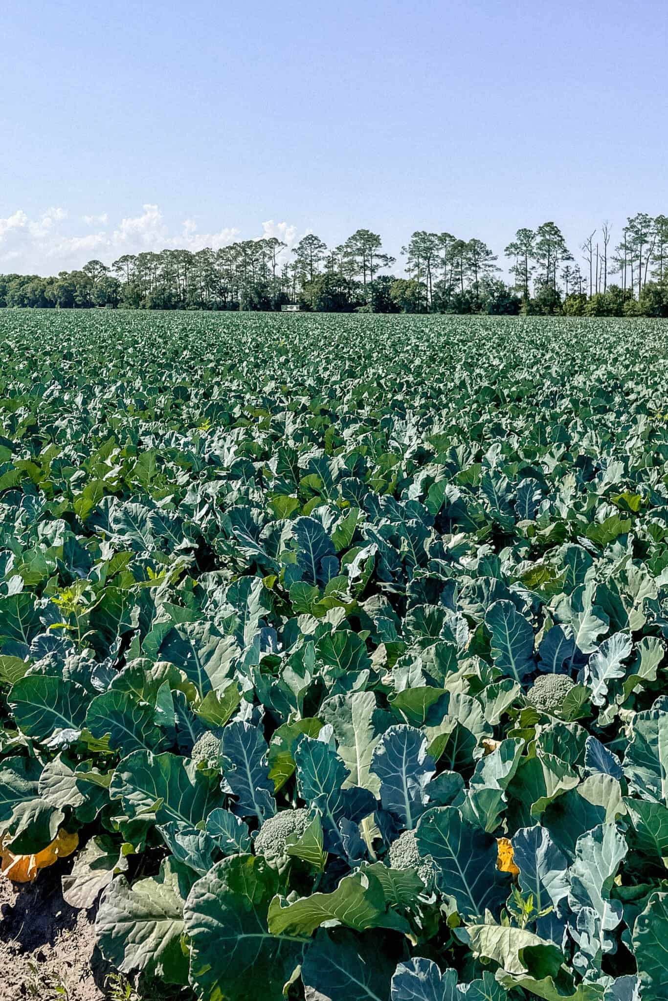 rows of crops of broccoli 