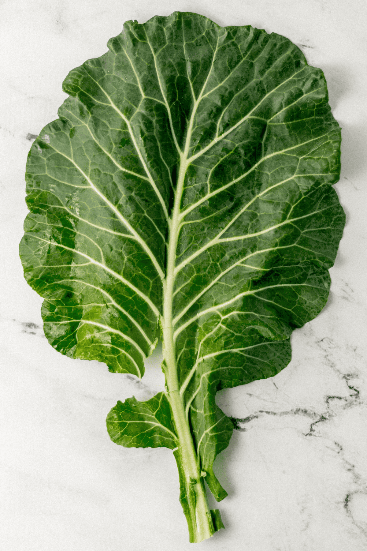 overhead view of leaf of fresh collard green 