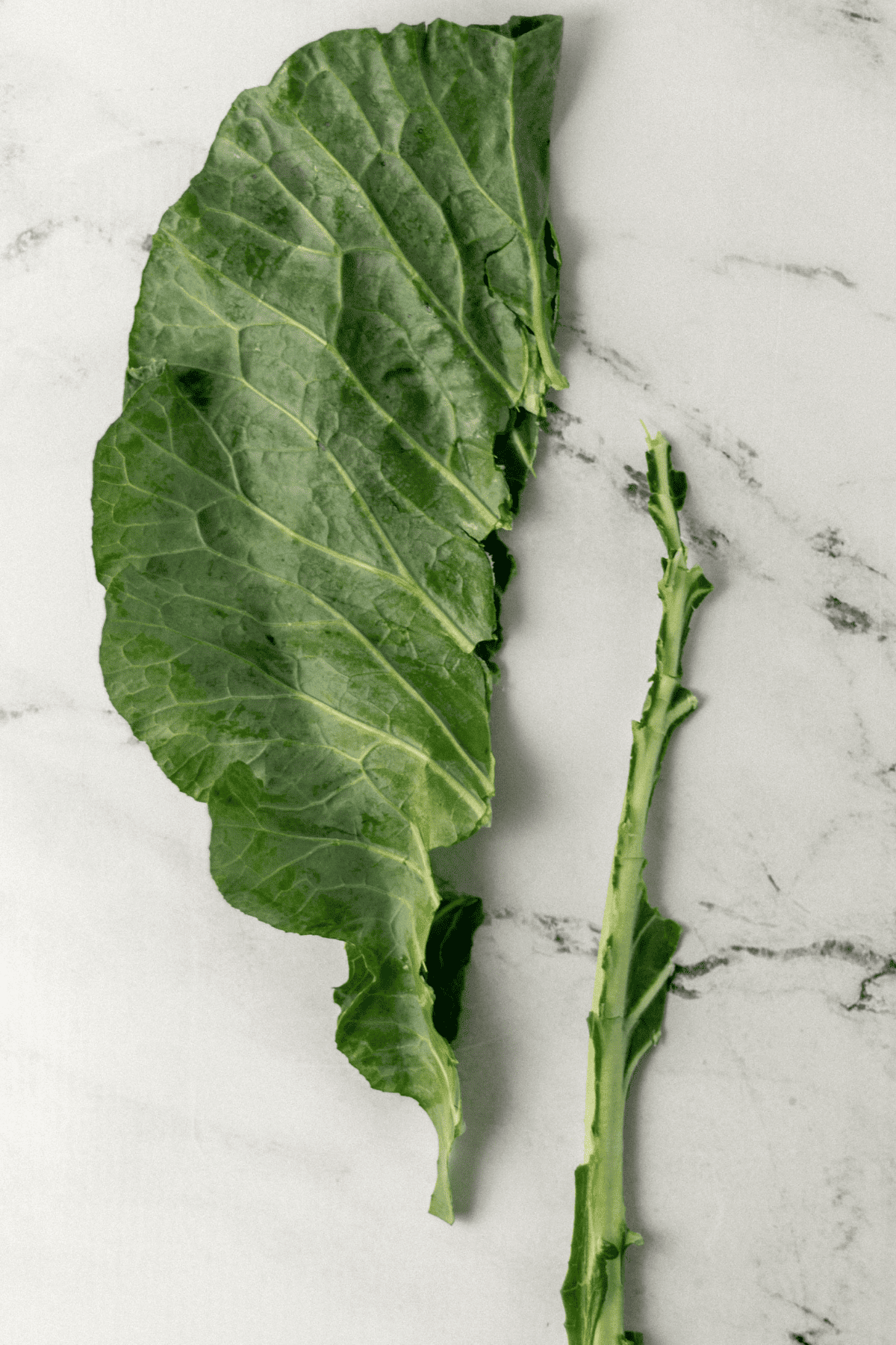 green leaf folded in half with stem removed and beside it